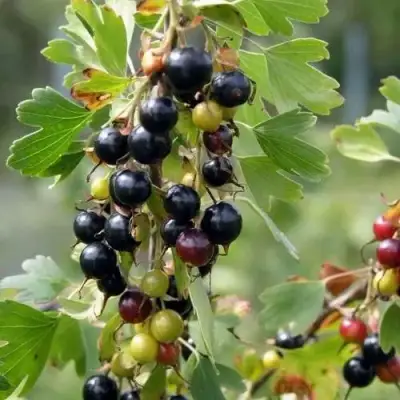 Смородина золотистая ПЛОТНОМЯСАЯ в Самохваловичи