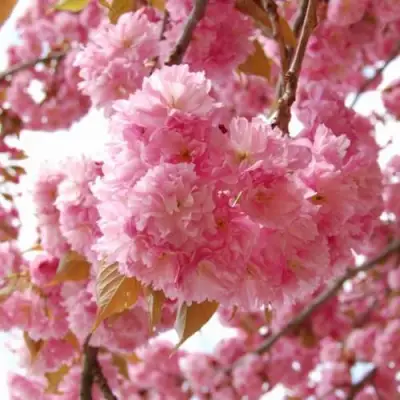 САКУРА  в Самохваловичи