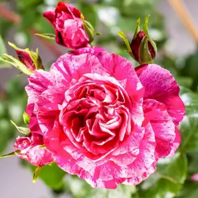 саженцы розы ИНЕС САСТР