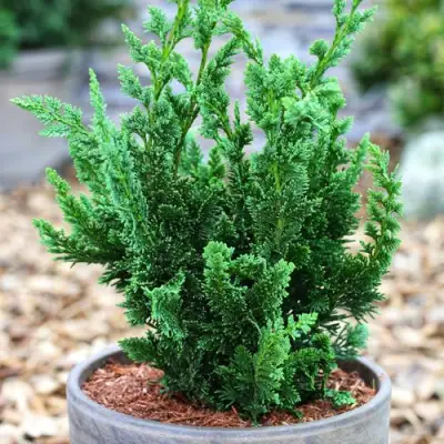 Кипарисовик ВИСЕЛЛИ лавсона в Самохваловичи