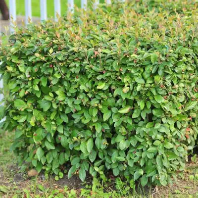 Кизильник блестящий в Самохваловичи