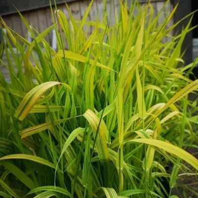 Фалярис АРКТИК САН тростниковый в Самохваловичи