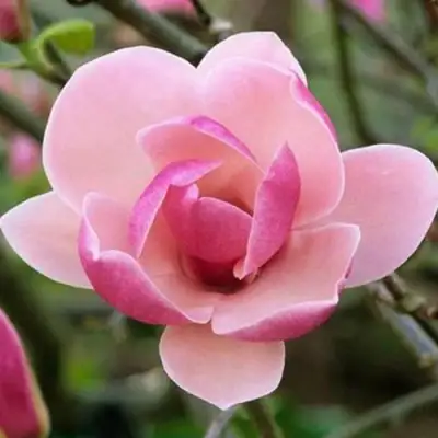 Магнолия РУСТИКА РУМБА в Самохваловичи