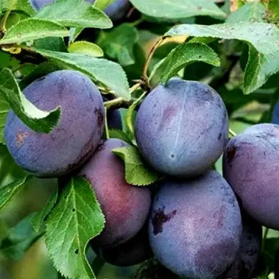 Слива ВЕНГЕРКА БЕЛОРУССКАЯ в Самохваловичи