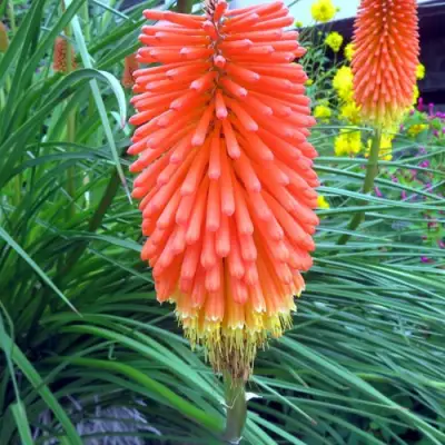 Книфофия БЕНГАЛ ФАЕР гибридная в Самохваловичи