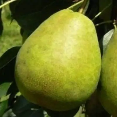 Груша ЛАГОДНАЯ в Самохваловичи