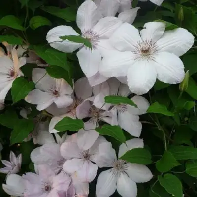 Клематис ИОАНН ПАВЕЛ 2 в Самохваловичи