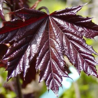 Клен КРИМСОН КИНГ остролистный в Самохваловичи