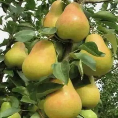 Груша ЛЮБИМИЦА ЯКОВЛЕВА в Самохваловичи