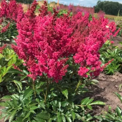 Астильба ЛАКИ ДЕЙ Арендса в Самохваловичи