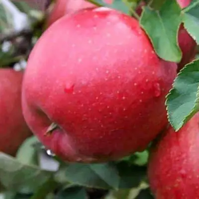 Яблоня ЧЕМПИОН в Самохваловичи