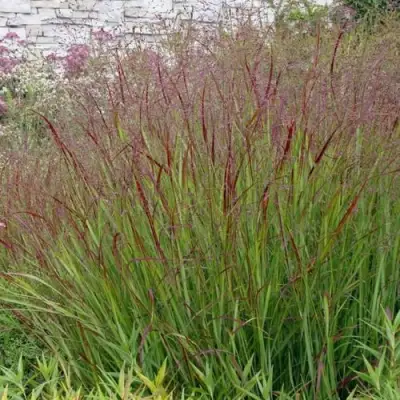 Просо ШЕНАНДО прутьевидное в Самохваловичи