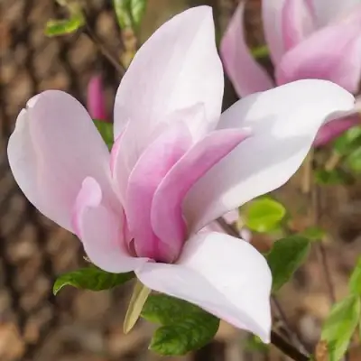 Магнолия БЕТТИ в Самохваловичи