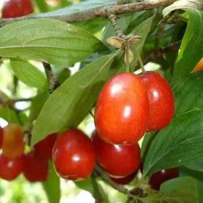 Кизил КОРАЛЛОВЫЙ МАРКА в Самохваловичи