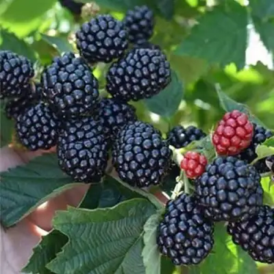 Ежевика ПОЛАР бесшипная  в Самохваловичи