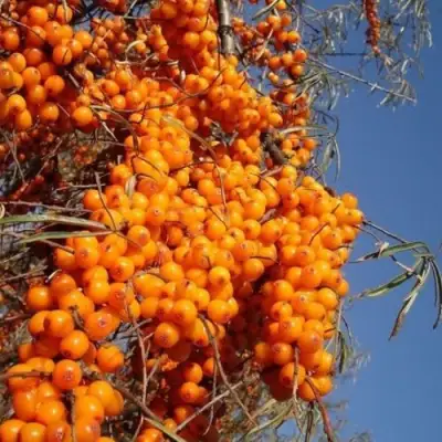 Облепиха СУДАРУШКА в Самохваловичи