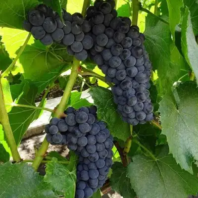 Виноград ВЭЛИАНТ в Самохваловичи