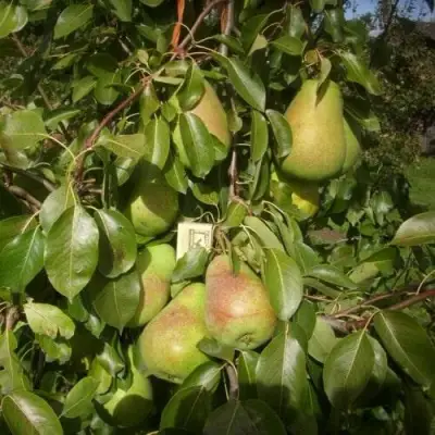 Груша БЕРЕ ЛЮКА в Самохваловичи