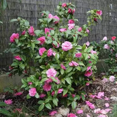 Камелия ДЕББИ в Самохваловичи