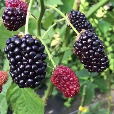 Ежевика ПРАЙМ АРК ФРИДОМ ремонтантная  в Самохваловичи