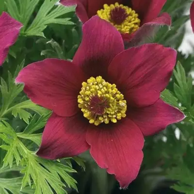 Прострел ПИНВИЛ РЕД ШЕЙДЕС в Самохваловичи