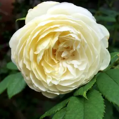 Роза КЛЭР ОСТИН английская в Самохваловичи