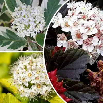 Комплект ЯРКАЯ ВСПЫШКА в Самохваловичи