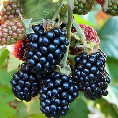 Ежевика ДЖАМБО бесшипная  в Самохваловичи