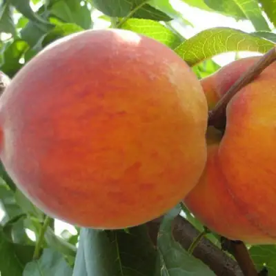 Персик СОЧНЫЙ в Самохваловичи