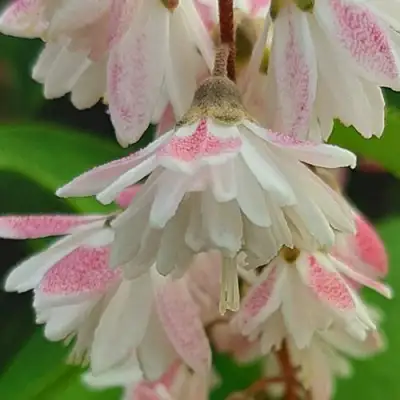 Дейция РОЗЕА ПЛЕНА в Самохваловичи