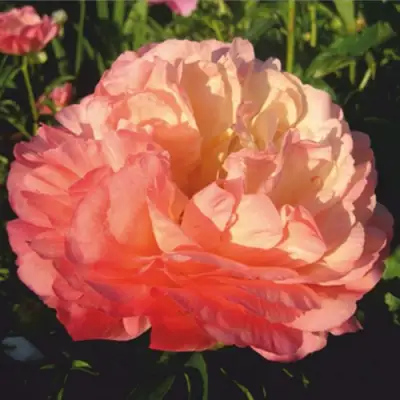 Пион КОРАЛ СУПРИМ травянистый в Самохваловичи