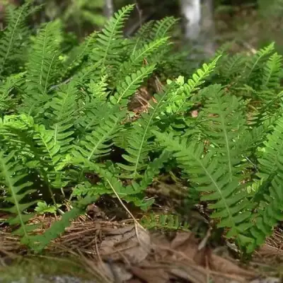 Многоножка обыкновенная в Самохваловичи
