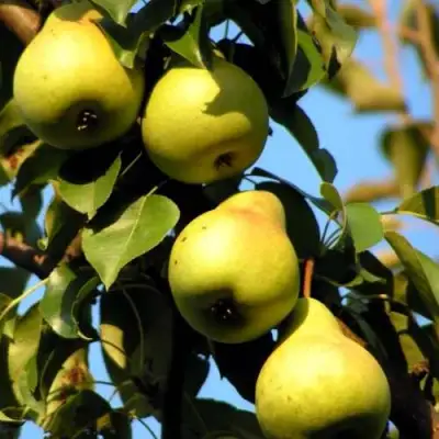 Груша НЕЖНОСТЬ колонновидная	 в Самохваловичи