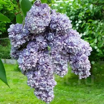 Сирень АМИ ШОТТ в Самохваловичи