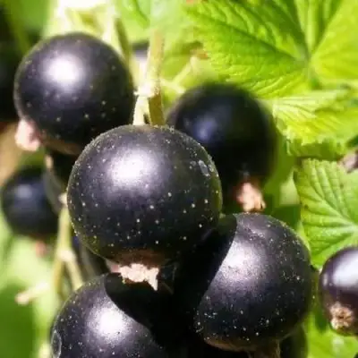 Смородина черная ЧЕРНООКАЯ в Самохваловичи