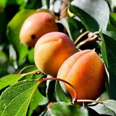 Абрикос БАЙ в Самохваловичи