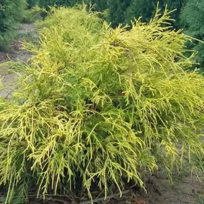 Кипарисовик ФИЛИФЕРА АУРЕА горохоплодный в Самохваловичи