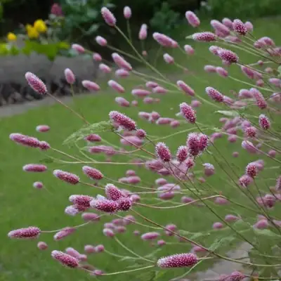 Кровохлебка РОК ЭНД РОЛЛ в Самохваловичи