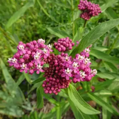 Ваточник МЯСО-КРАСНЫЙ в Самохваловичи