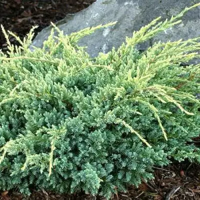 Можжевельник ХОЛГЕР чешуйчатый в Самохваловичи