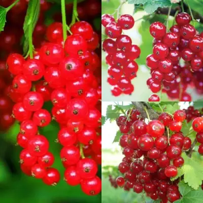 Комплект КРАСНЫЙ УРОЖАЙ в Самохваловичи