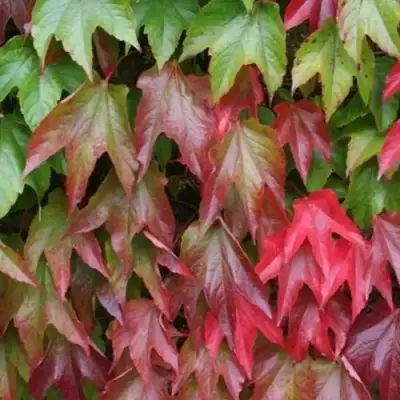 Девичий виноград тройчатый ВИЧИ в Самохваловичи