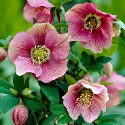 Морозник ВОСТОЧНЫЙ в Самохваловичи