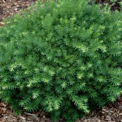 Тис ХИКСИ средний в Самохваловичи