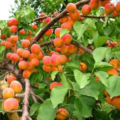 Абрикос ОТБОР АСТАХОВА в Самохваловичи