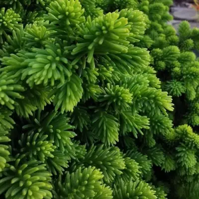 Ель ЛИТЛ ДЖЕМ обыкновенная в Самохваловичи