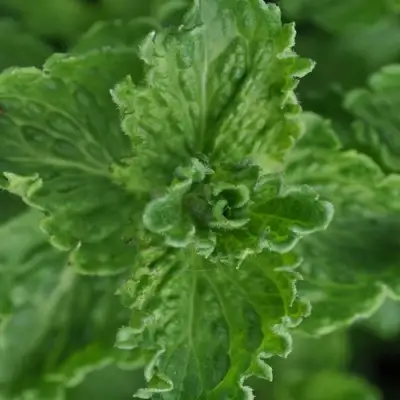 Мята КРИСПА в Самохваловичи