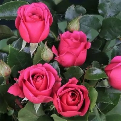 Роза ЛАВ ЛЕТТЕР флорибунда в Самохваловичи