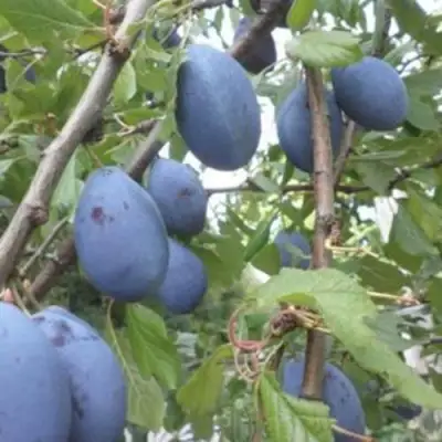 Слива ГИЛЬБЕРТ в Самохваловичи