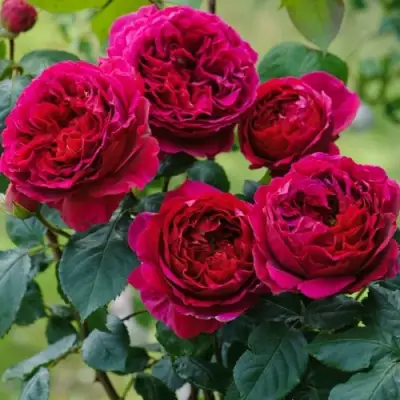 Роза КЕЙТ английская в Самохваловичи